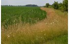Property photo 14 - 51.5 Acres Offered in 5 tracts, 2 Farm Sites